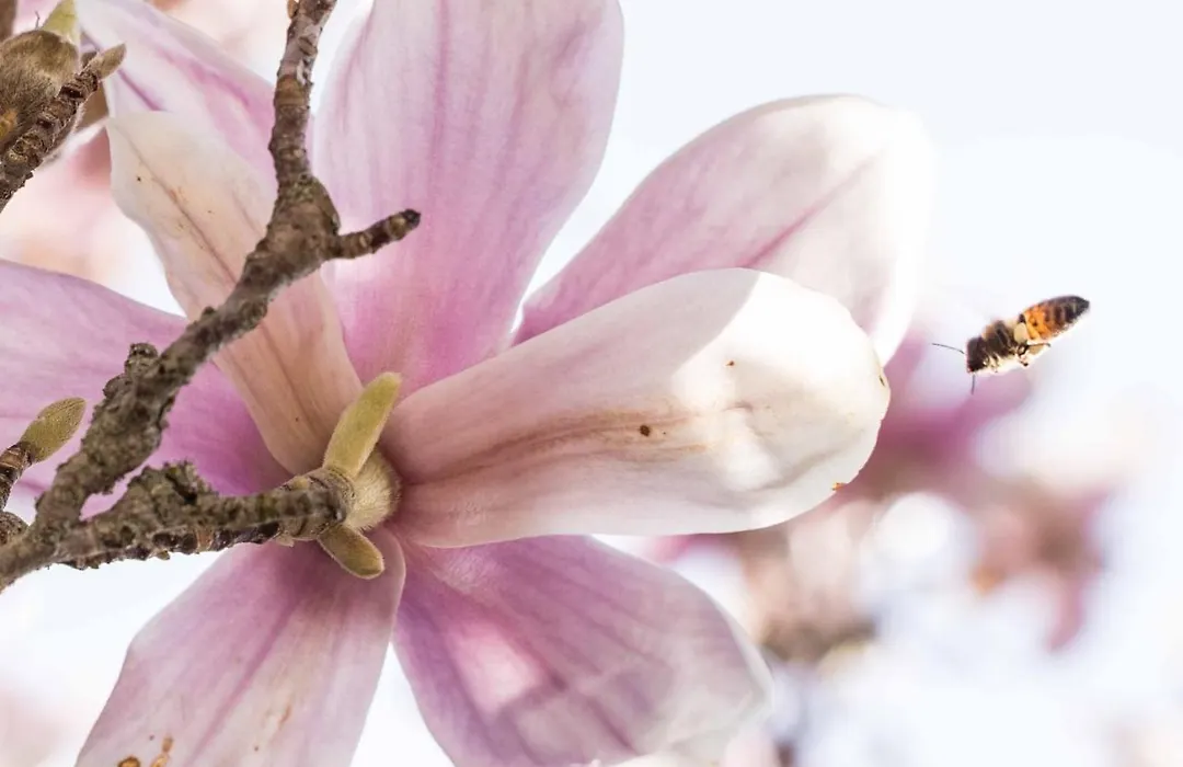 La Magnolia-1